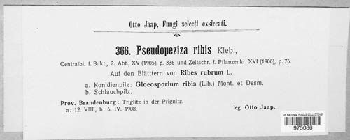 Pseudopeziza ribis image